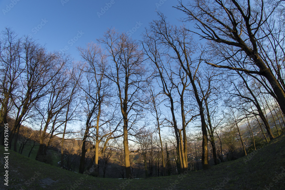 Trees in the sky