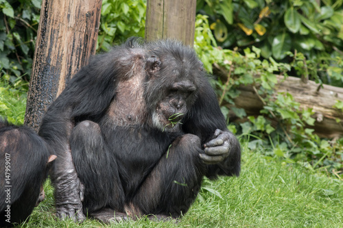 Chimpanzee © chris2766