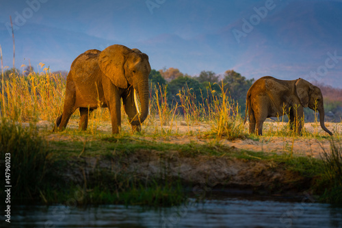 Elephants in Lower Zambezi National Park - Zambia © Radek