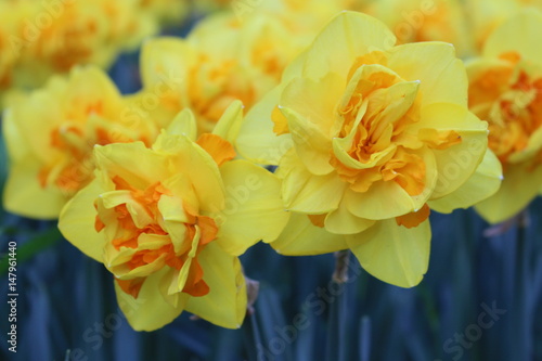 Fototapeta Naklejka Na Ścianę i Meble -  Narcisi gialli