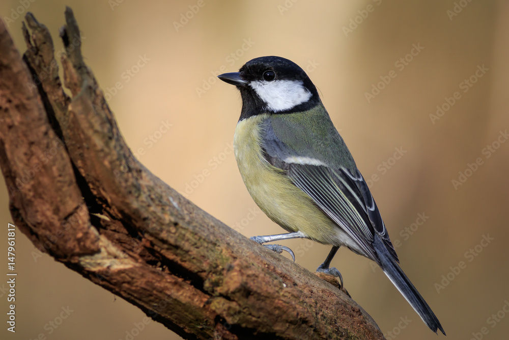 Fototapeta premium Great Tit (Parus major)