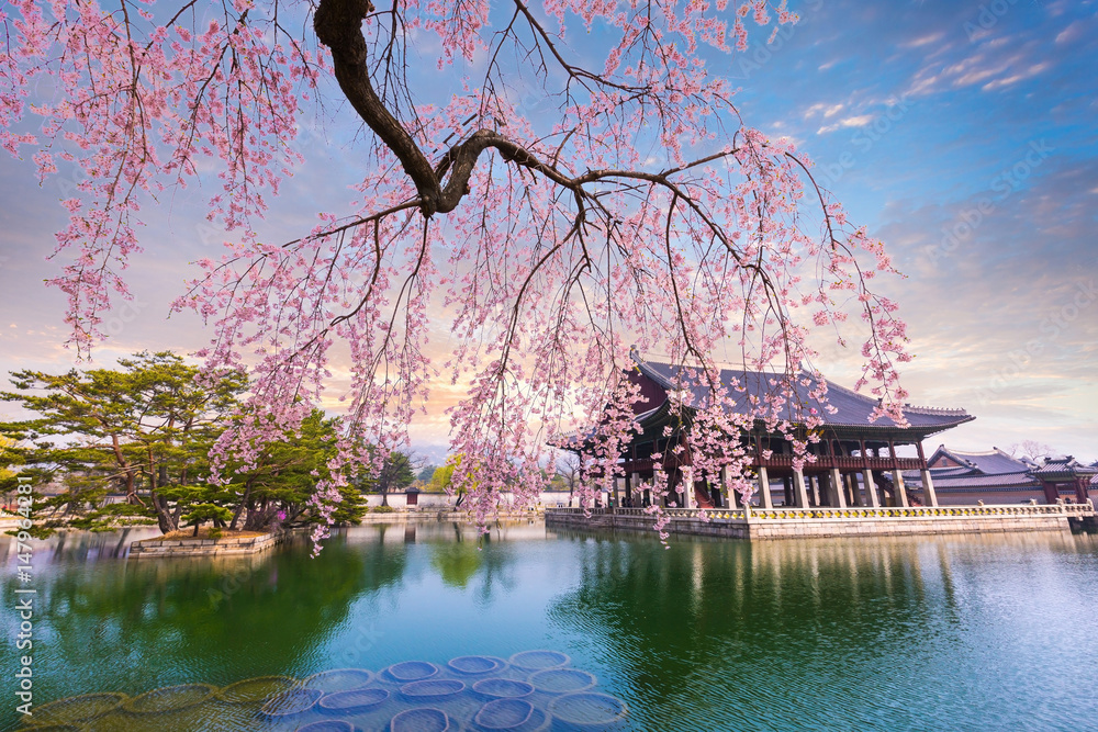 Gyeongbokgung palace with cherry blossom tree in spring time in seoul