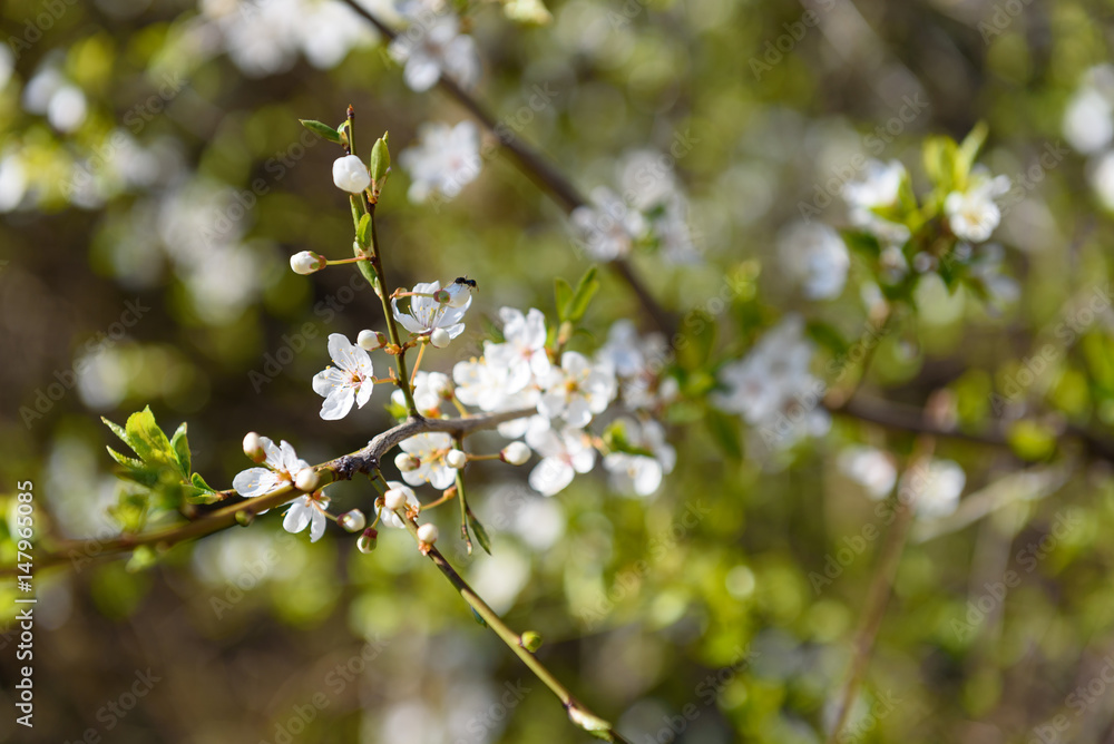 Spring flowers. Beautifully blossoming tree branch. Spring flowers. Beautifully blossoming tree branch.