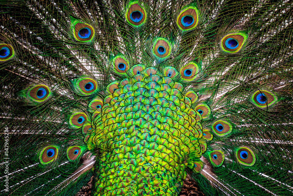 Fototapeta premium peacock