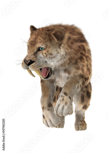 Fototapeta Naklejka Na Ścianę i Meble -  3D Rendering Saber Tooth Tiger on White