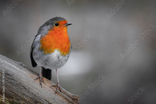 Robin (Erithacus rubecula) © chris2766