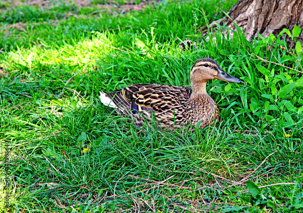 wild ducks wild ducks