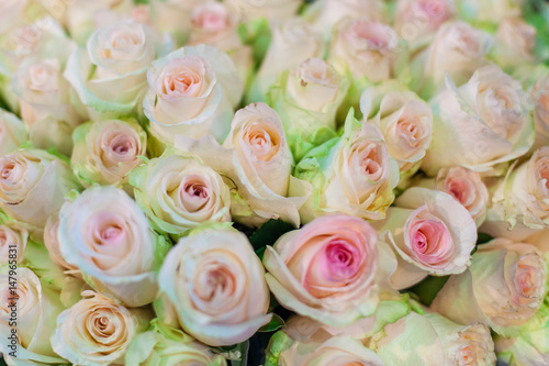 Huge bouquet of delicate beautiful roses close up