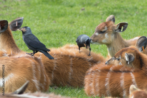 sitatunga