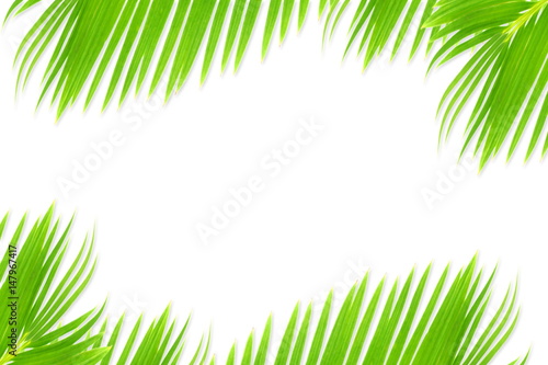 green palm coconut  tree leaves texture on white background with text copy space