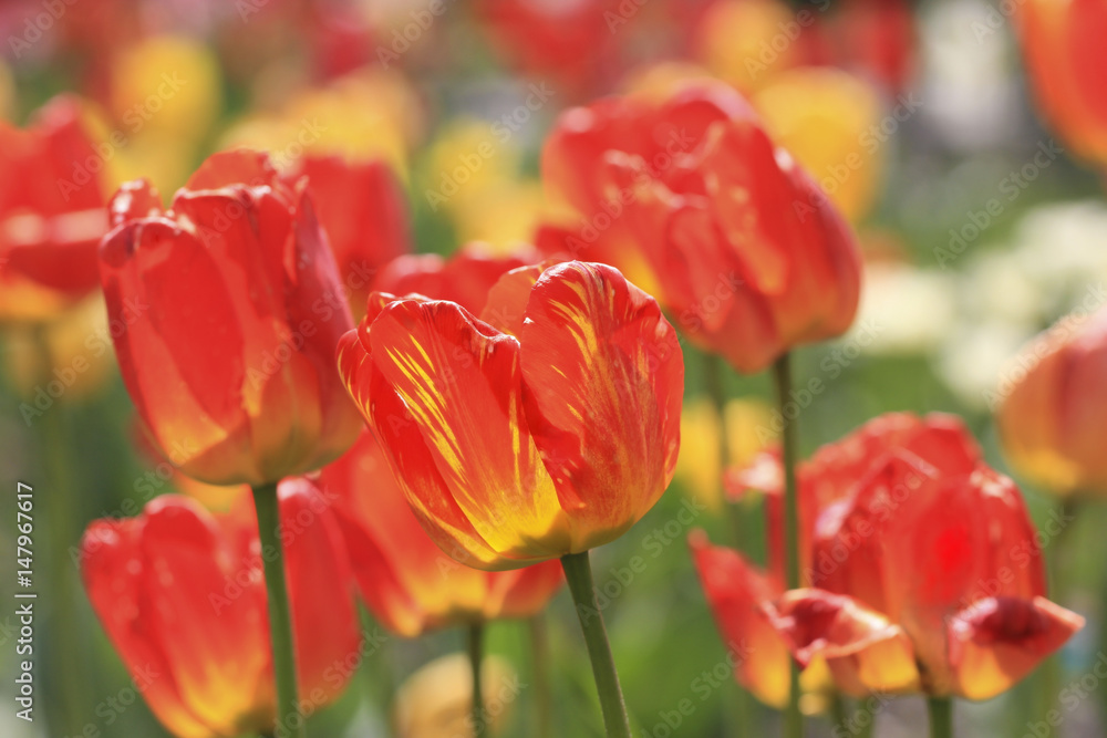 Floral background of tulips