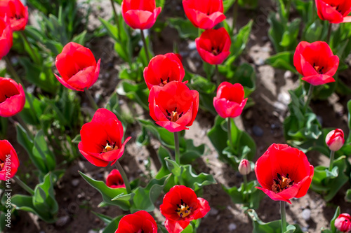 Tulips on the flowerbed © kvdkz