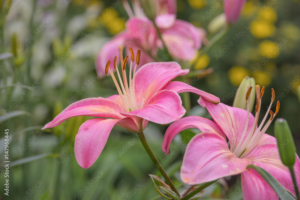 Pink lilies in the garden closeup