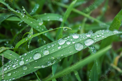 Dew drops on green grass