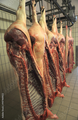 Fotografia Schweinezucht im Odenwald