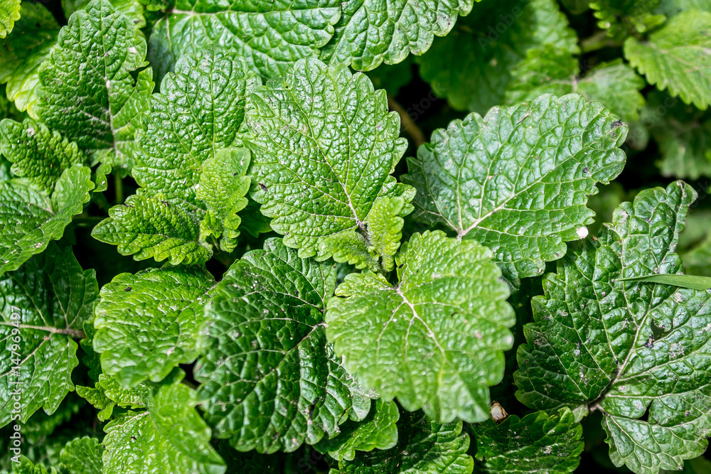 Thickets of mint