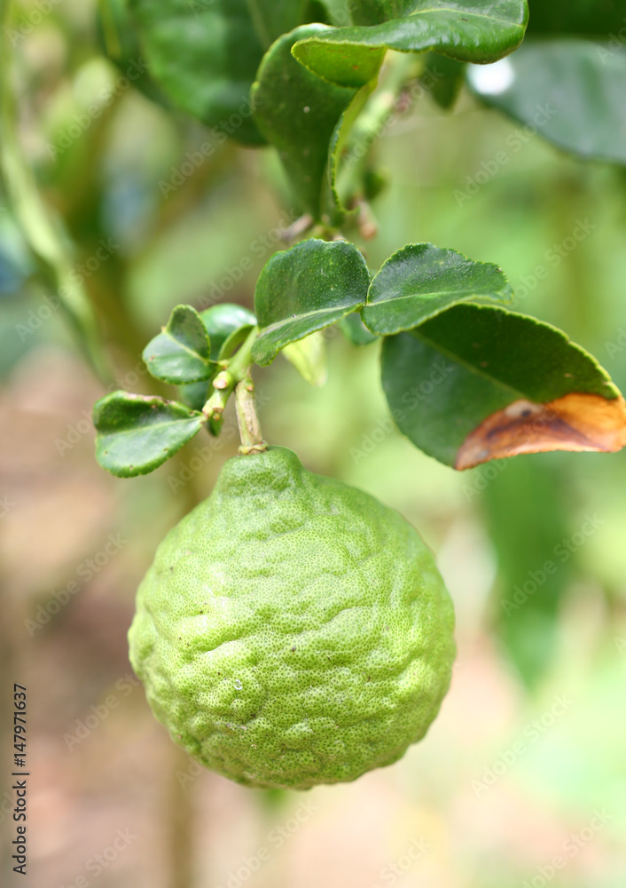 Fototapeta premium Bergamot.
