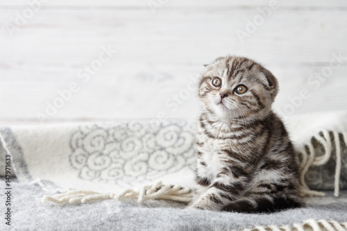 Cute scottish fold kitten sitting in soft blanket on wooden boards background
