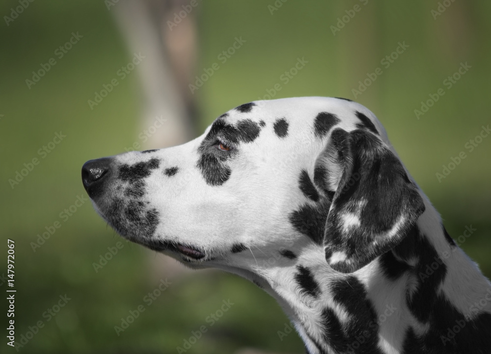 Spotted Cute Adorable Portrait Of Dalmatian Dog Spotted Cute Adorable Portrait Of Dalmatian Dog