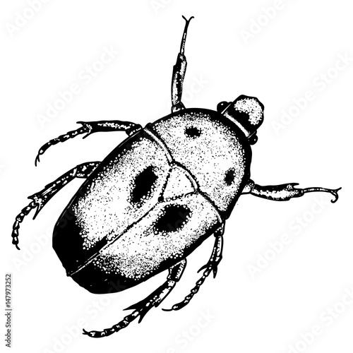 Insect, bug, scarab beetle. Trendy embroidery stippling and hatching, shading style. Stipple art. Vector.
