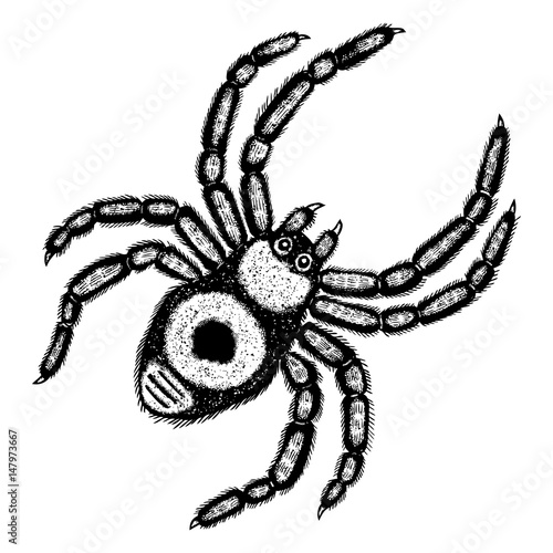 Insect stipple drawing Halloween decorative spider isolated. Spider in trendy embroidery stippling and hatching, shading style. Vector.