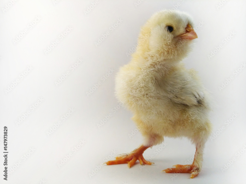 Fototapeta premium French breed chick called Salmon Faverolles