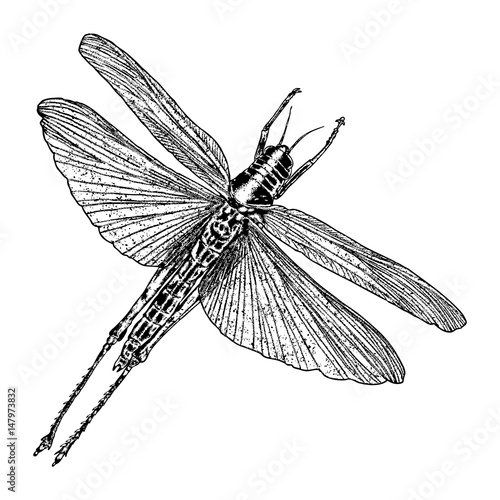 Insect with wings, flying bug. Vintage old hand drawn stippling and hatching, shading style. Engraved stipple woodcut. Vector.