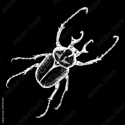 Insect, bug, scarab beetle. Vintage old hand drawn stippling and hatching, shading style. Engraved stipple woodcut. Vector.