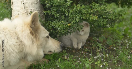 White cat and white dog playing at green grass.