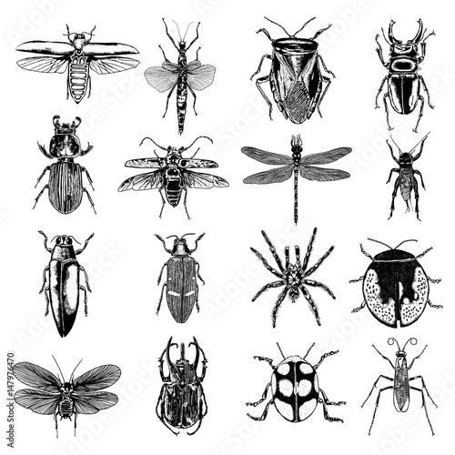 Insect stipple drawing set isolated. Insects and bugs collection in trendy embroidery stippling and hatching, shading style. Vector.