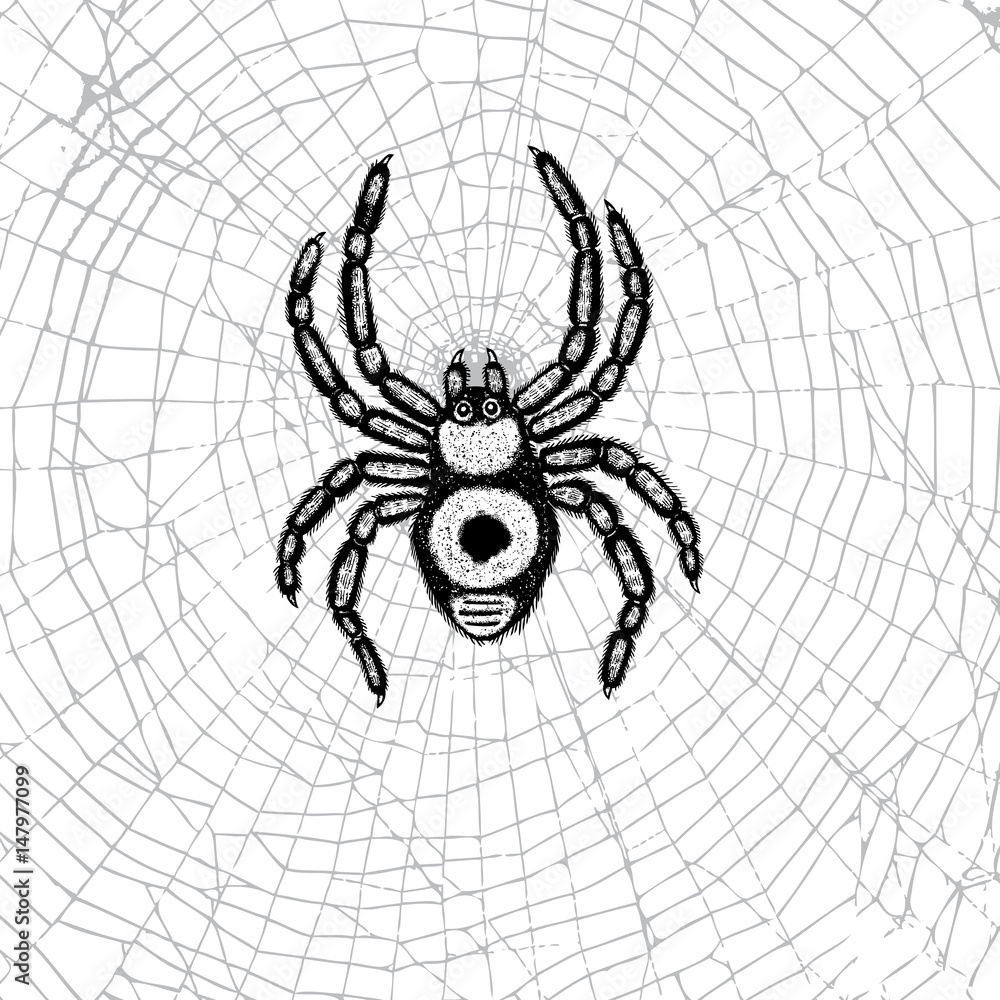 Hand drawn spider on the web. Realistic insect. Vintage stippling and hatching style. Engraved doodle line graphic design for Halloween. Black and white. Vector. Hand drawn spider on the web. Realistic insect. Vintage stippling and hatching style. Engraved doodle line graphic design for Halloween. Black and white. Vector.