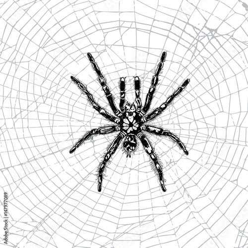 Hand drawn spider on the web. Realistic insect. Vintage stippling and hatching style. Engraved doodle line graphic design for Halloween. Black and white. Vector.