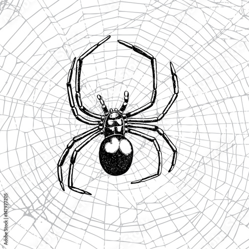 Hand drawn spider on the web. Realistic insect. Vintage stippling and hatching style. Engraved doodle line graphic design for Halloween. Black and white. Vector.