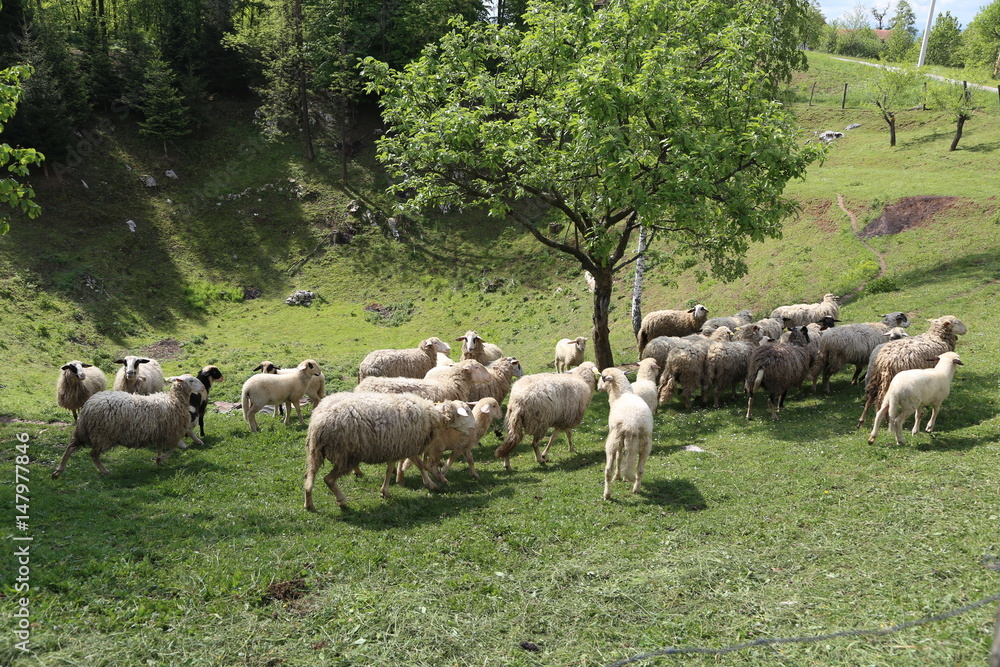 Pets / Sheep and goats graze in a pasture Pets / Sheep and goats graze in a pasture