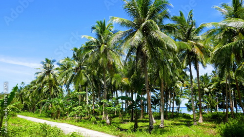 romantischer Weg führt durch Palmenwald in tropischer Gegend dem Meer entlang