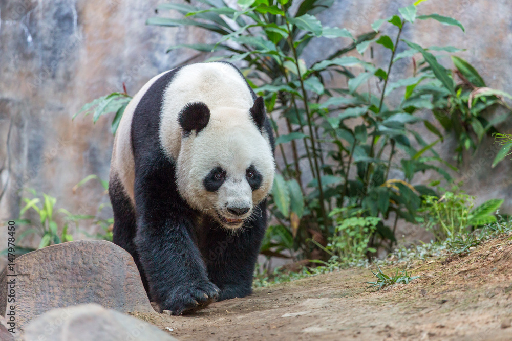 Fototapeta premium Giant panda eating bamboo