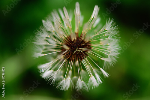 Dandelion. Blowball. Close up  soft focus