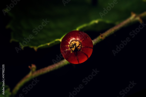 Red currant on a black background
