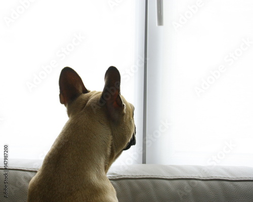 chien curieux regardant par la fenêtre