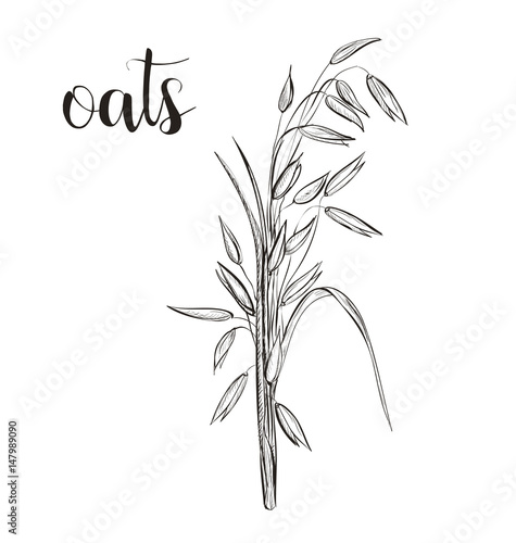 Oats sketch hand drawing. Vector illustration.