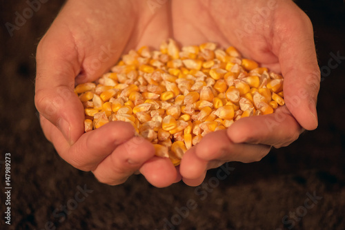 Handful of harvested corn seed