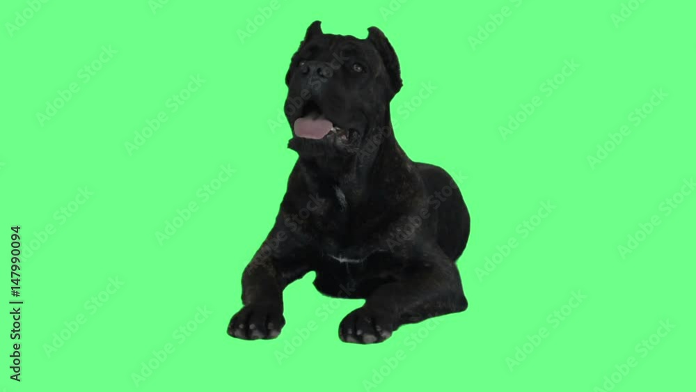 Cane Corso looks at the green screen Cane Corso looks at the green screen