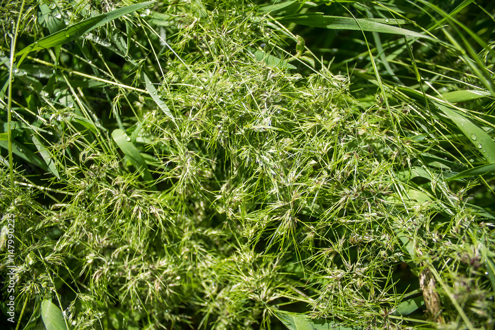 Obraz premium Green grass as a background