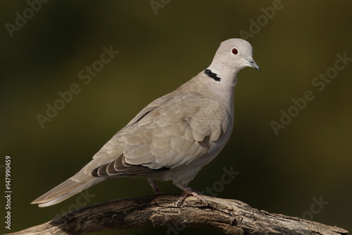 Tortora orientale dal collare
