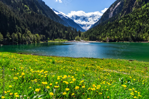 Mountain lake with bright yellow flowers in foreground. Stillup lake, Austria, Tirol