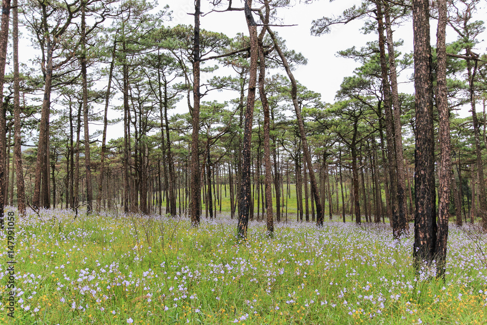 Obraz premium Wild flower in forest. Giganteum Murdannia at Phu Soi Dao National Park, Thailand.
