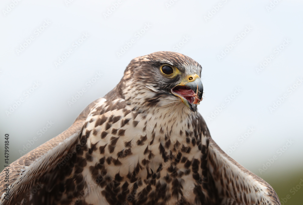 Close up of a Saker Falcon having a meal Close up of a Saker Falcon having a meal