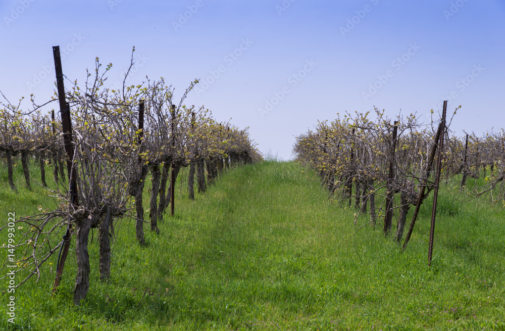 Spring landscape with vineyards