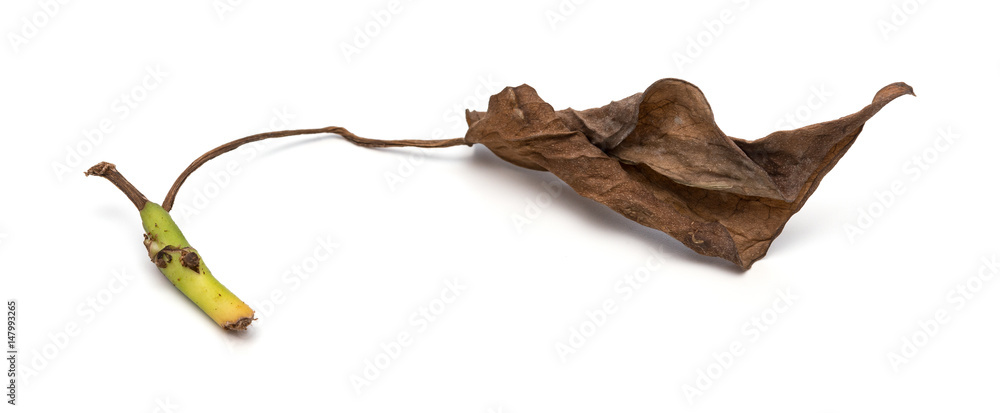 Obraz premium faded leaf on a white background