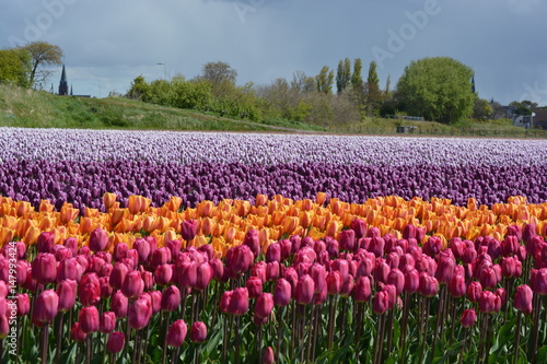 tulip purple